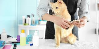 Routine Grooming For Healthy Dogs