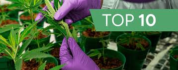 10 Best Terpene Companies in the USA You Need to Know in 2026