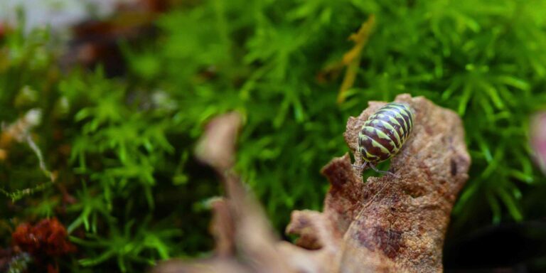 Transforming Vivarium Conditions Using Carefully Raised Isopods for Sale
