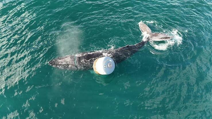 Whale Watching Long Beach: What Will You See?